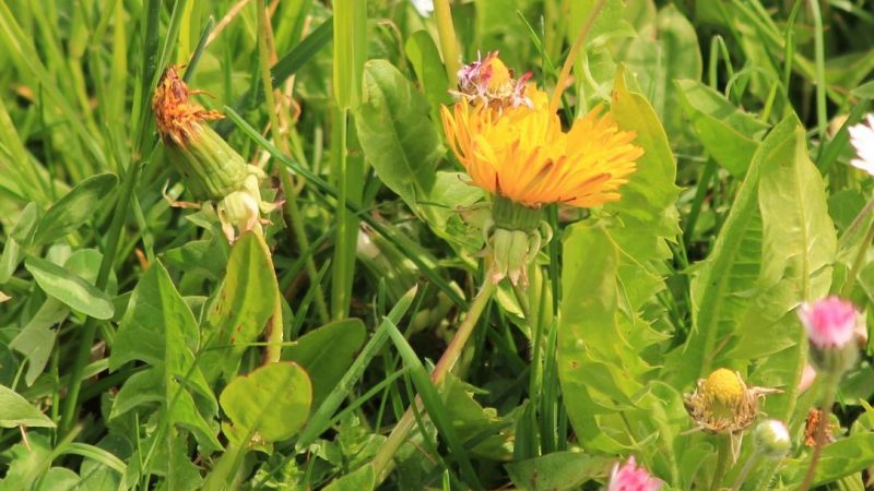 Wildkräuterwanderung mit Rohkostbuffet